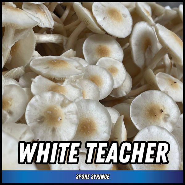 White teacher mushrooms grown from magic mushroom spores in a syringe