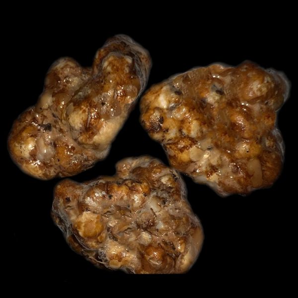 Magic truffles from pollock (p. tampanensis) spores