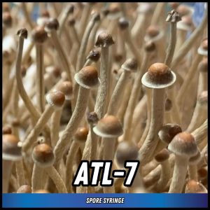 ATL-7 Mushrooms grown from magic truffle spores