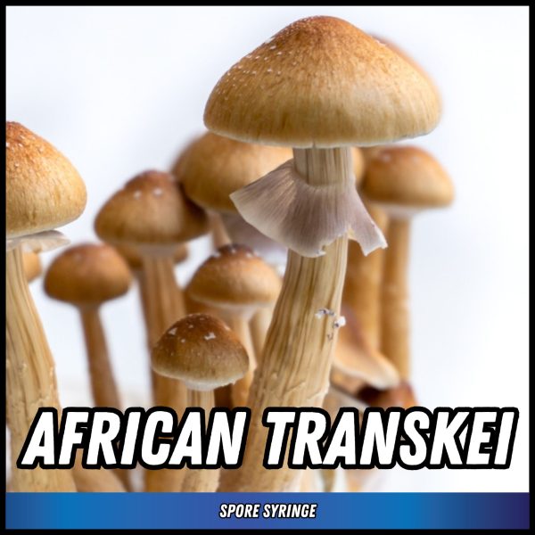 African transkei mushrooms grown from spore syringe