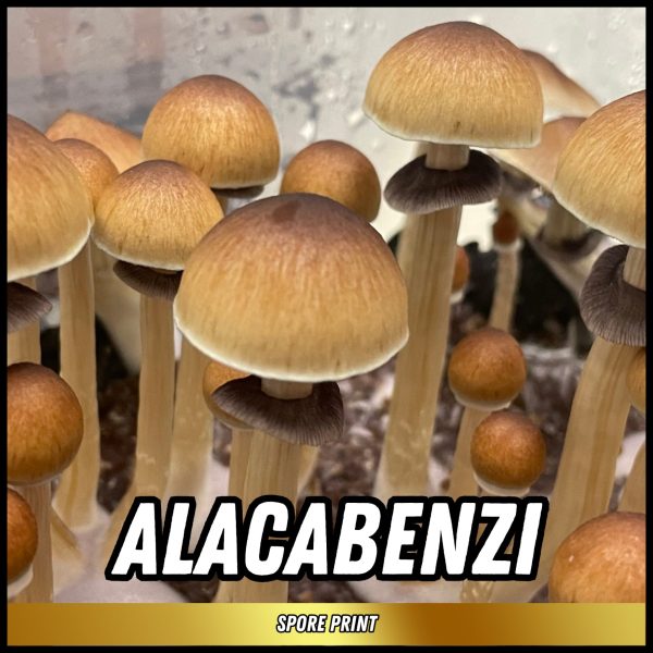 Alacabenzi mushrooms grown from magic mushroom spore print