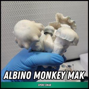 Albino Monkey mak mushrooms grown from spores