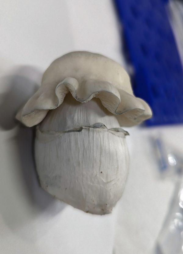 Albino money mak mushroom