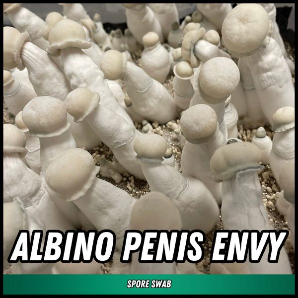 Albino Penis Envy mushrooms grown from spores on a swab