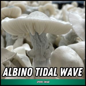 Albino Tidal Wave mushrooms grown from spores on a swab