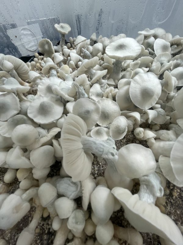 Albino Tidal wave mushrooms