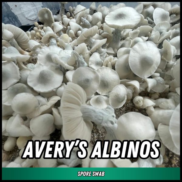 Avery's albinos mushrooms grown from spore swab