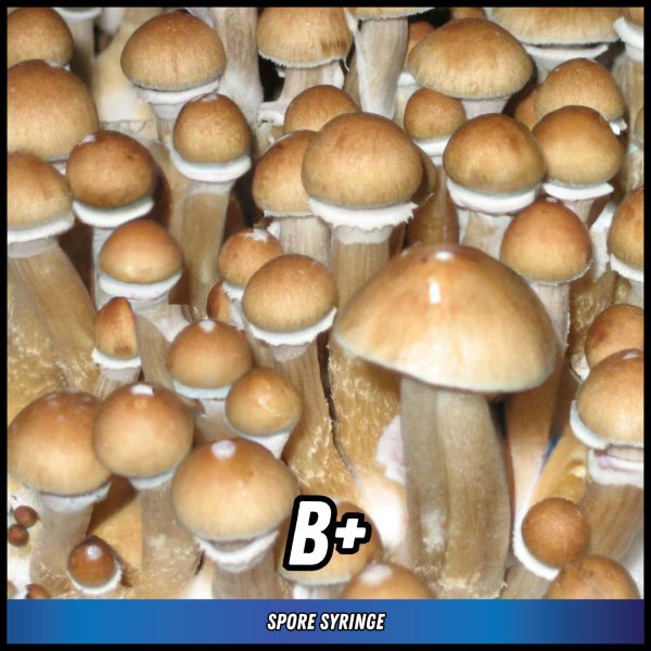 B+ Magic Mushrooms Grown from spores