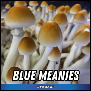 Blue Meanies Mushrooms grown from spore syringes