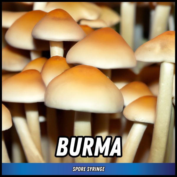 Burma mushrooms grown from spore syringes