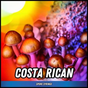 Costa Rican mushrooms grown from spores