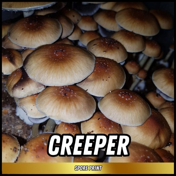 creeper mushrooms grown from magic mushroom spores