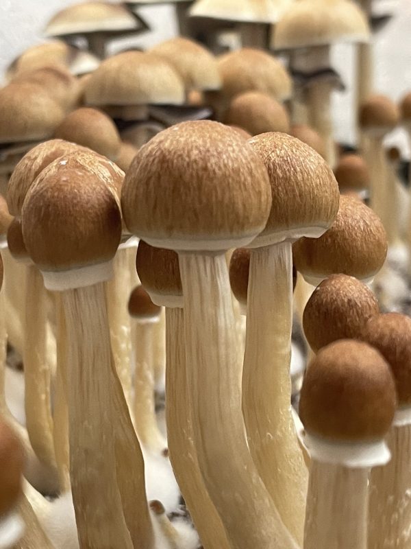 Creeper strain of psilocybe cubensis