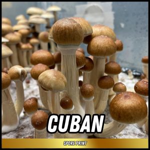 Cuban mushrooms grown from magic mushroom spore print