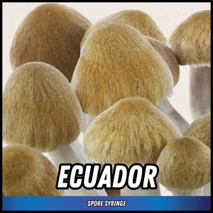 Ecuador Mushrooms grown from spores