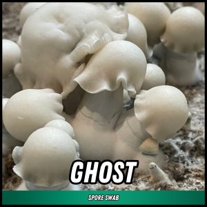 Ghost mushrooms grown from magic mushroom spores