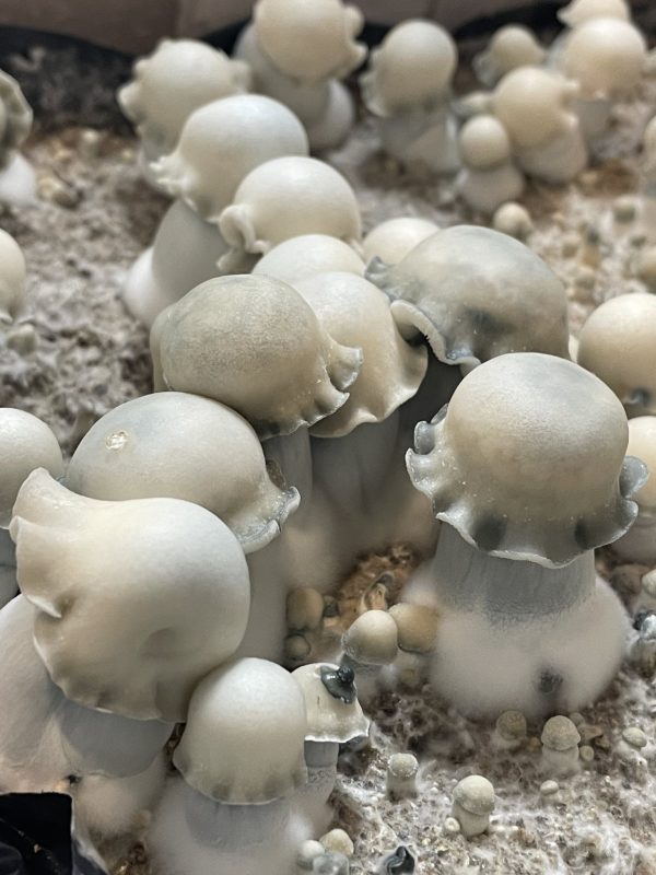 Ghost magic mushrooms