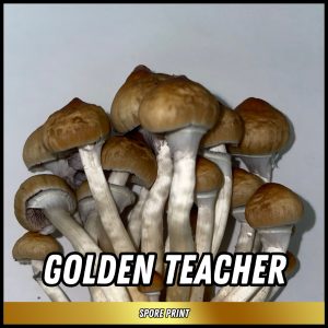 Golden teacher mushrooms grown from spores on a print