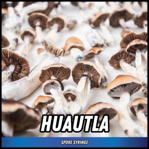 Huautla mushrooms grown from spores