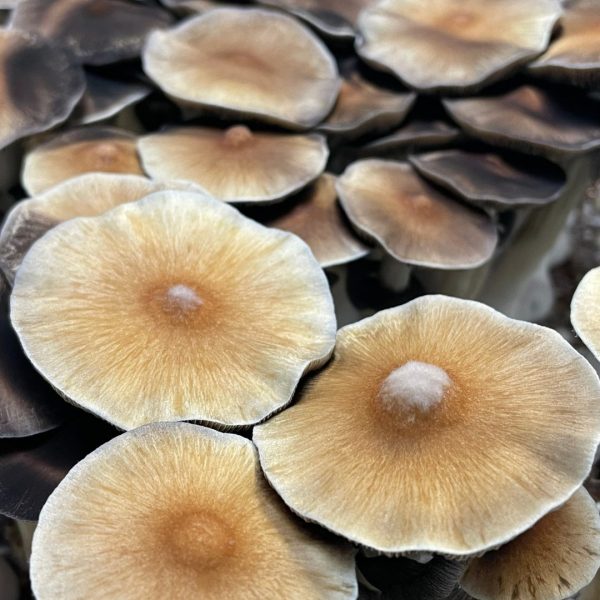 Mckennaii mushrooms grown form spores