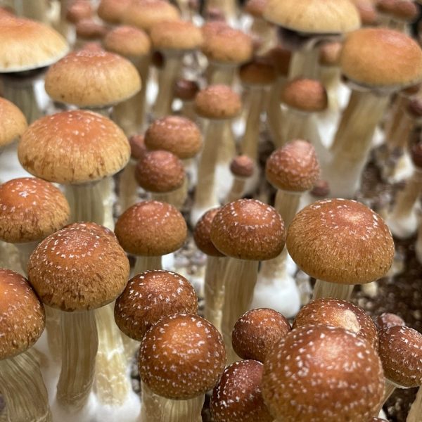 orissa india magic mushrooms