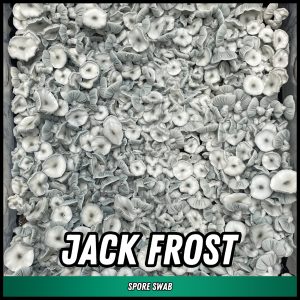 Jack Frost mushrooms grown from spores on a swab