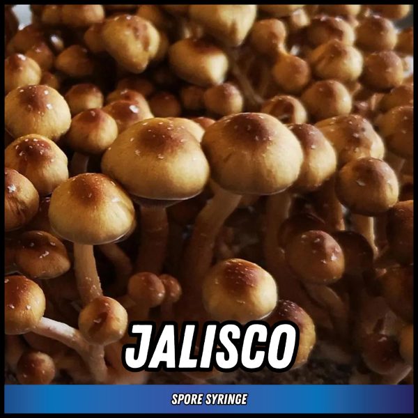 Jalisco mushrooms grown from magic truffle spores