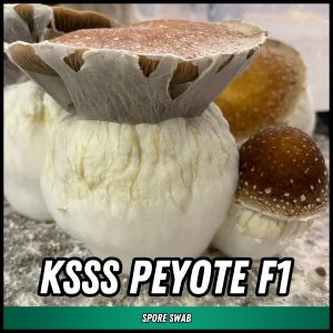 KSSS Peyote F1 mushrooms grown from spores on a swab