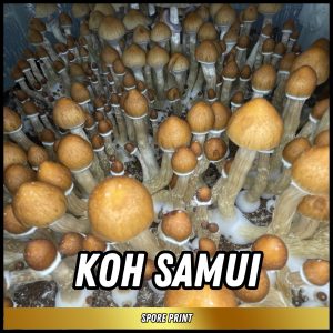 Koh Samui mushrooms grown from spores