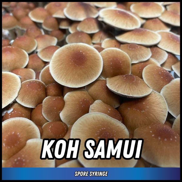 Koh Samui mushrooms grown from a spore syringe