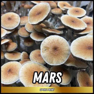 Mars mushrooms grown from spores on a print