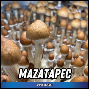 Mazatapec mushrooms grown from spores