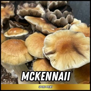 Mckennaii mushrooms grown from spores on a print