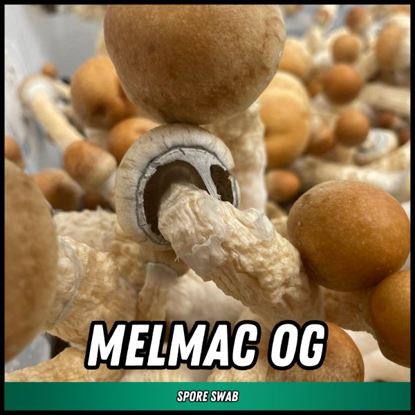 melmac OG mushrooms grown from spores on a swab