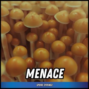 Menace Mushrooms grown from magic mushroom spores