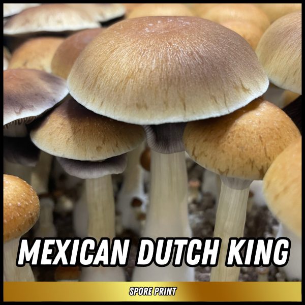 Mexican dutch king mushrooms grown from spores on a print