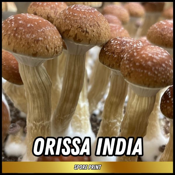 Orissa India mushrooms grown from spores on a print