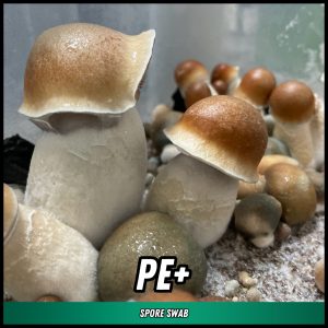 PE+ mushrooms grown from spores on a swab