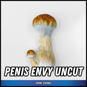 Penis Envy Uncut Mushrooms grown from magic mushroom spores in a syringe