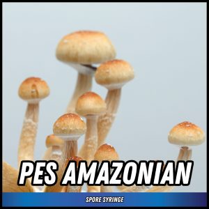 PES Amazonian Mushrooms grown from spores