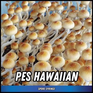 PES Hawaiian mushrooms grown from spores