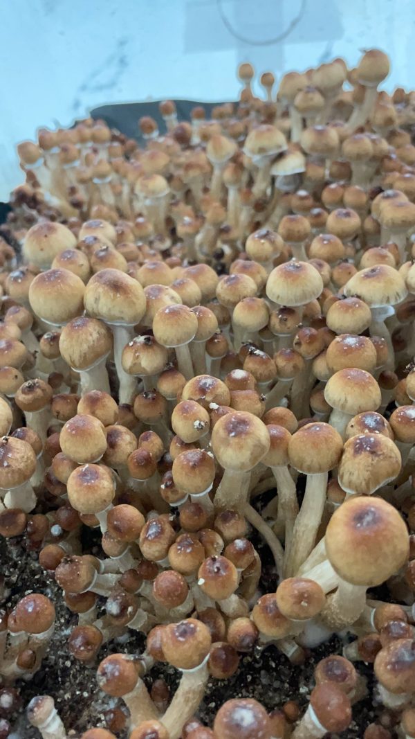 PF Classic magic mushrooms