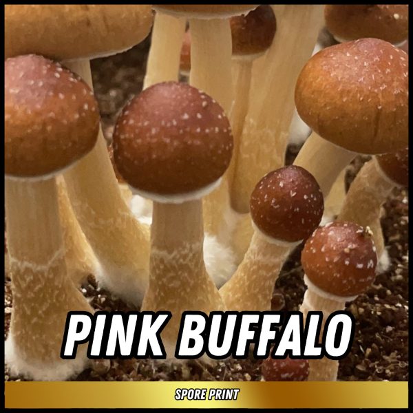 Pink buffalo mushrooms grown from spores on a print