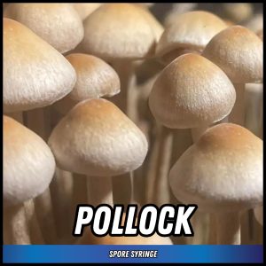 Pollock mushrooms grown from magic truffle spores