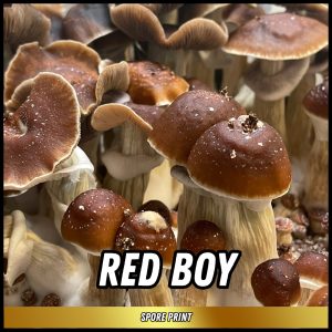 Red boy mushrooms grown from spores on a print