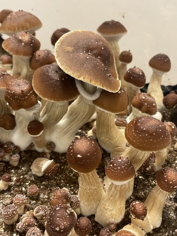 Red boy magic mushroom growing in tub