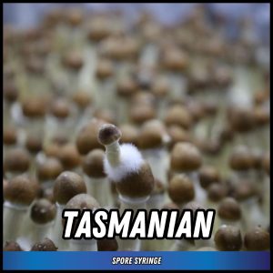 Tasmanian mushrooms grown from spores in a syringe