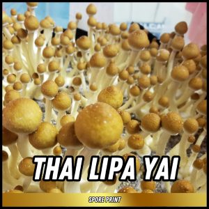 Thai Lipa Yai mushrooms grown from spores on a print