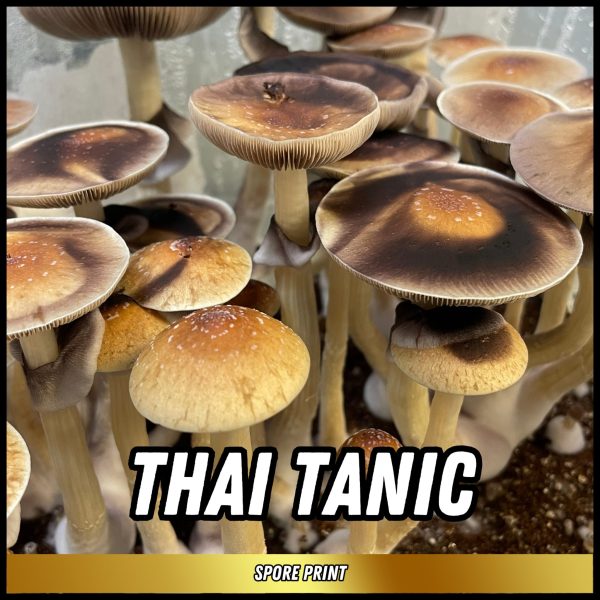 Thai Tanic mushrooms grown from spores on a print