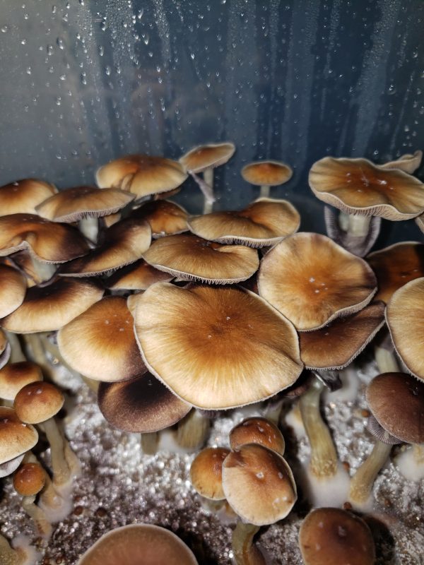 Thai Tanic mushrooms grown from spores